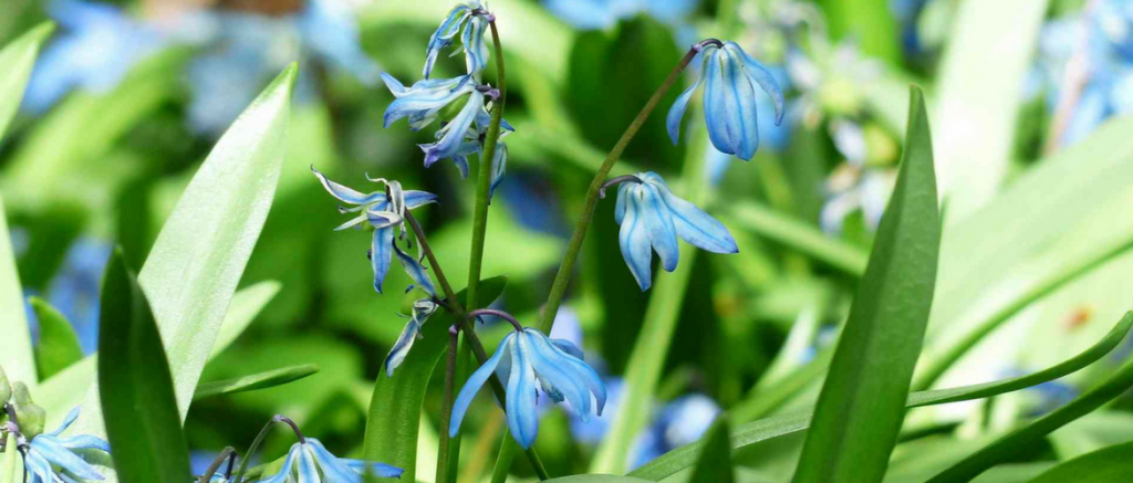 Escila, Scilla: plantación y cuidados