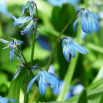 Escila, Scilla: plantación y cuidados