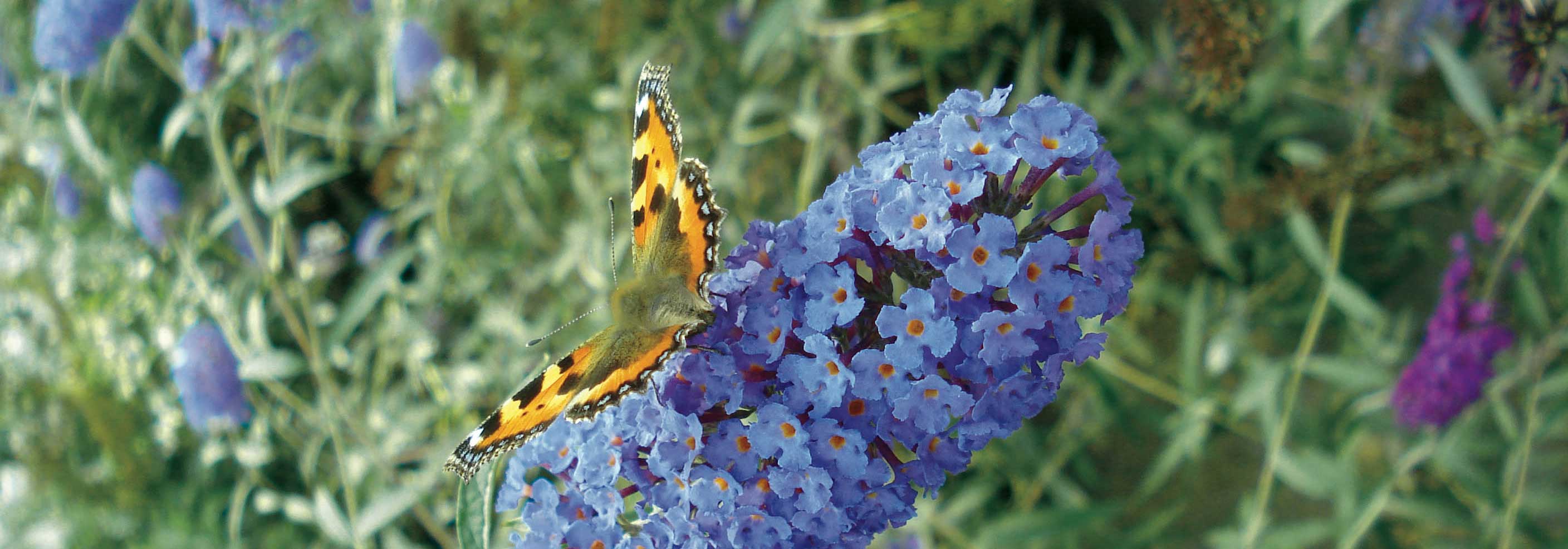 Mariposa, Buddleia: ¿Cómo podar bien Buddleia?