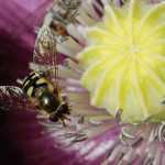 Cómo hacer un hotel de insectos - Tutorial