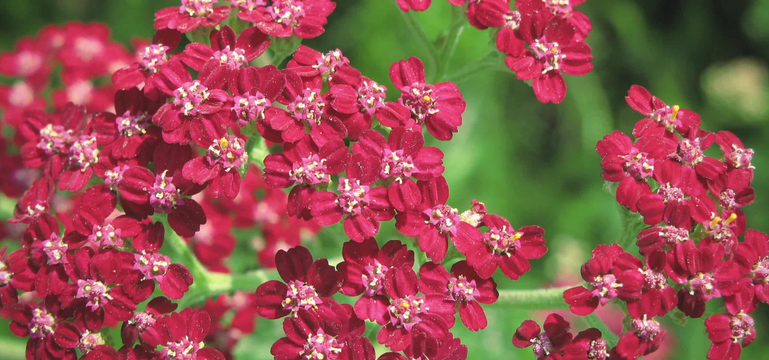 Milenrama: 7 ideas para asociaciones exitosas