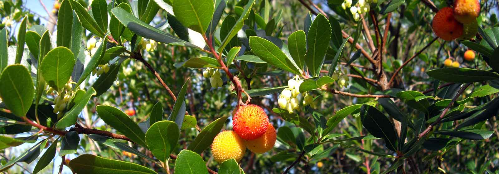 Madroño, Arbutus: enfermedades y tratamientos