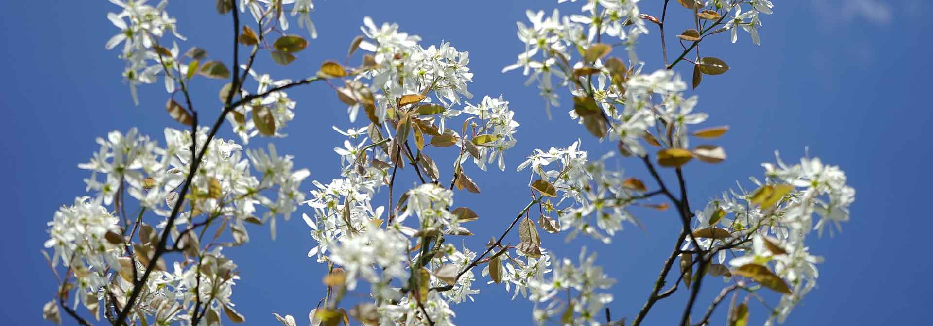 Amelanchier: plantar, podar, cultivar