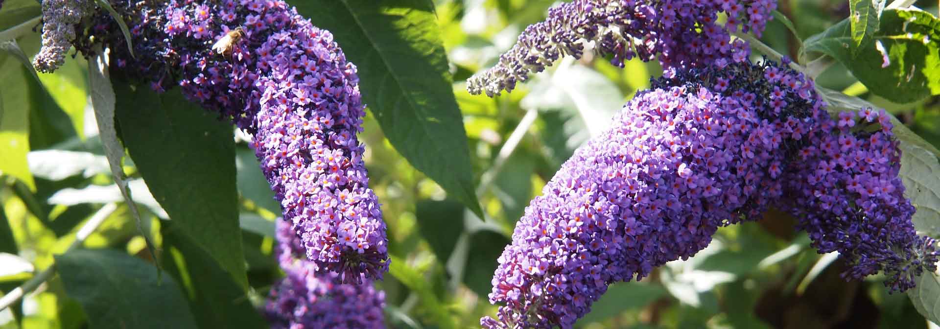 Guía completa para cultivar el árbol de las mariposas