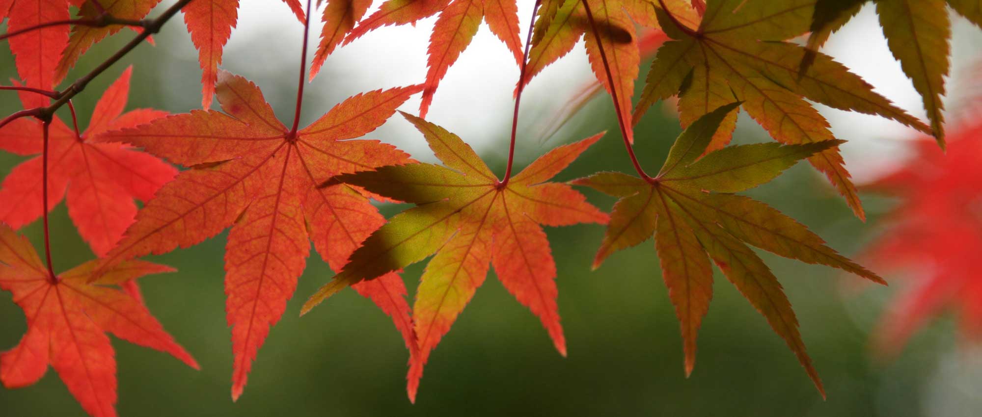 Guía completa para la plantación y el cuidado del arce japonés