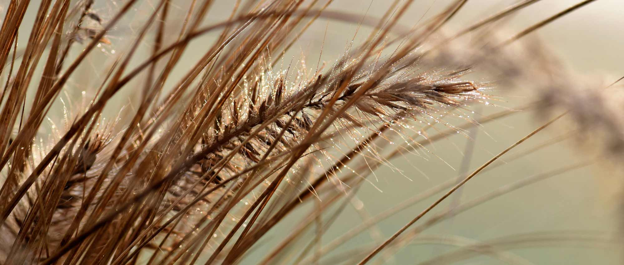 Gramíneas: ¿Qué variedad elegir?