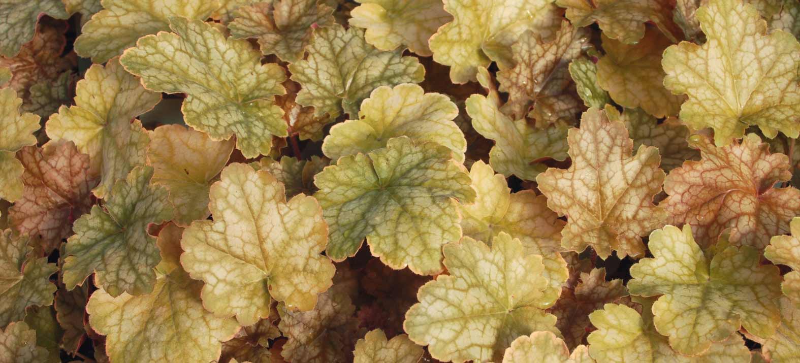 El follaje bronce - anaranjado de la heuchera 'Ginger Ale'.