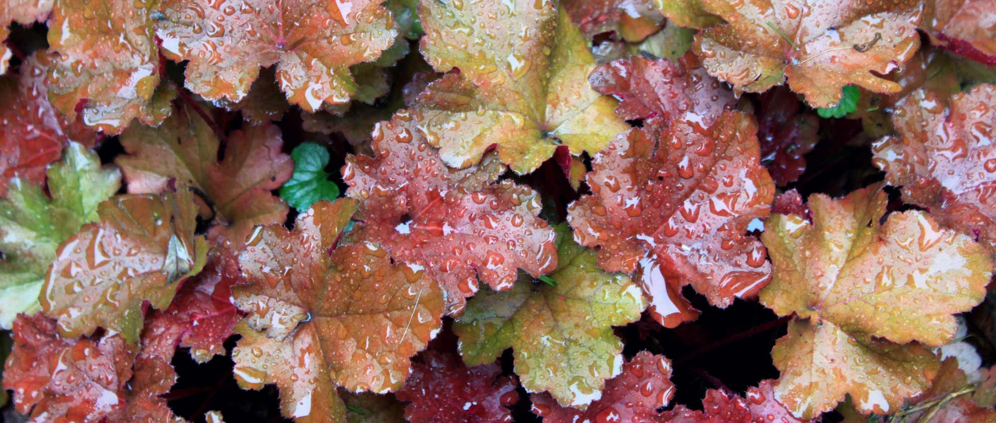 ¿Cómo plantar coralitos?