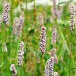 Persicarias o Renouées: 10 ideas de asociaciones exitosas