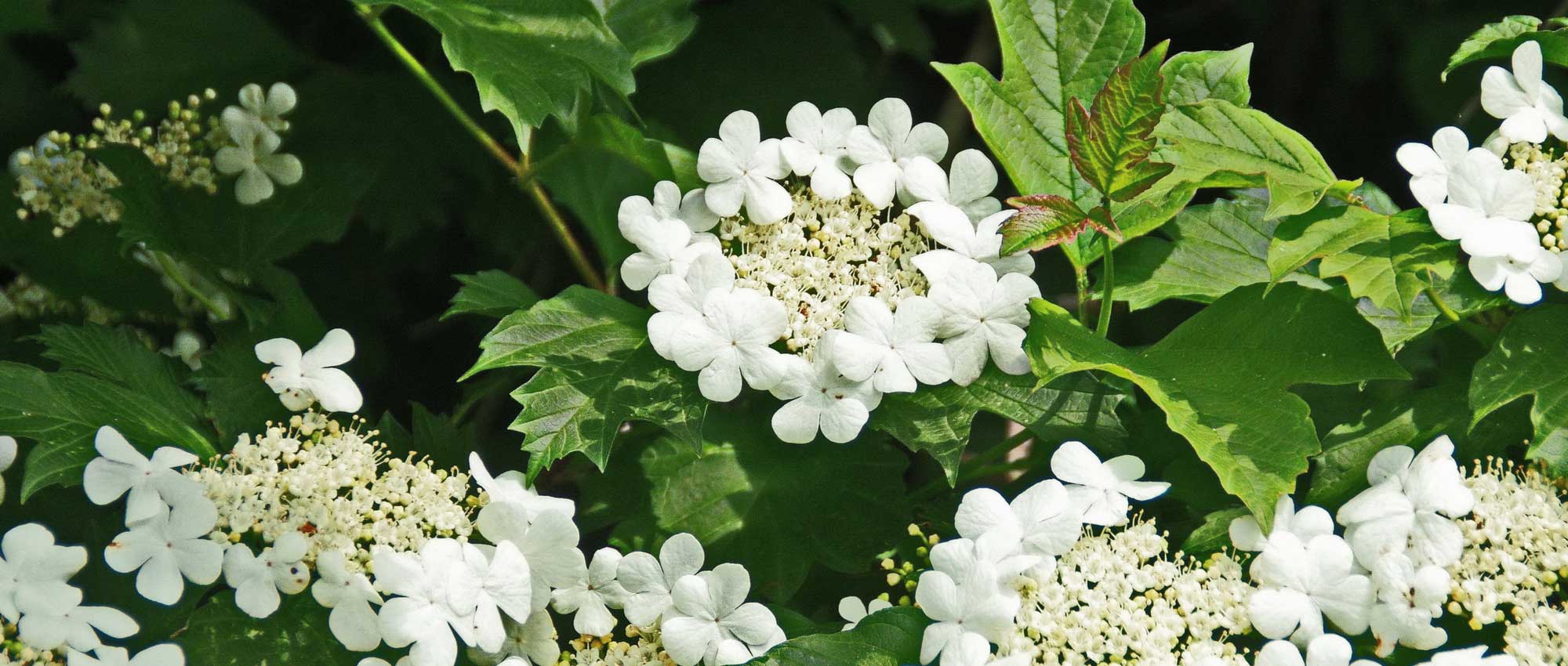 Viburnum, Viorne: ¿Qué variedad elegir?