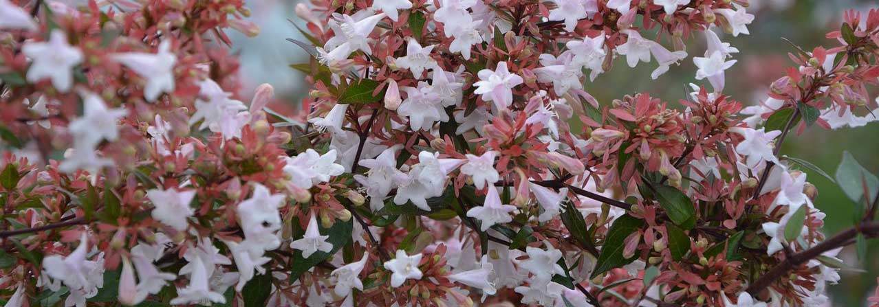 Abelia: plantar, podar y mantener