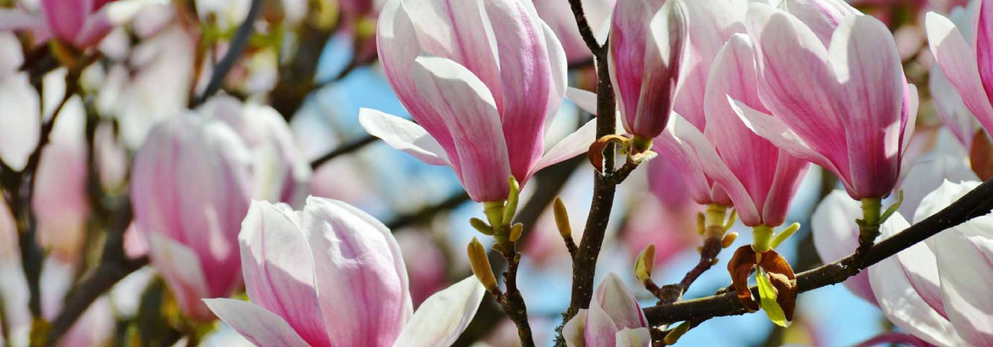 Magnolias: plantar, podar, mantener