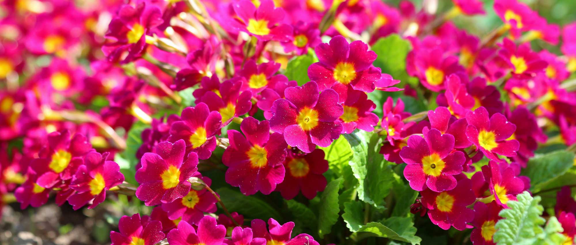 Prímulas: ¿Qué variedad elegir?