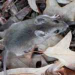 ¿Cómo proteger los bulbos de los roedores?