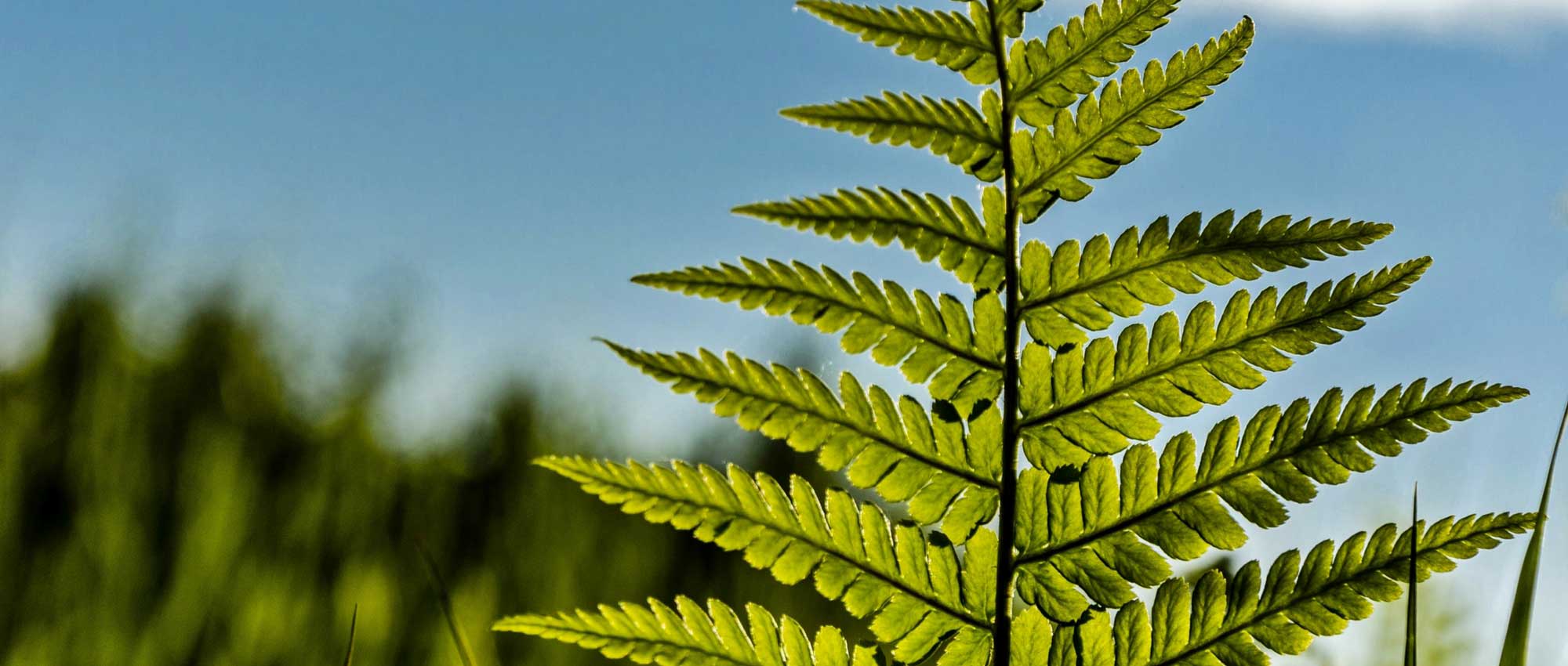 Helechos: ¿Cómo elegirlos?