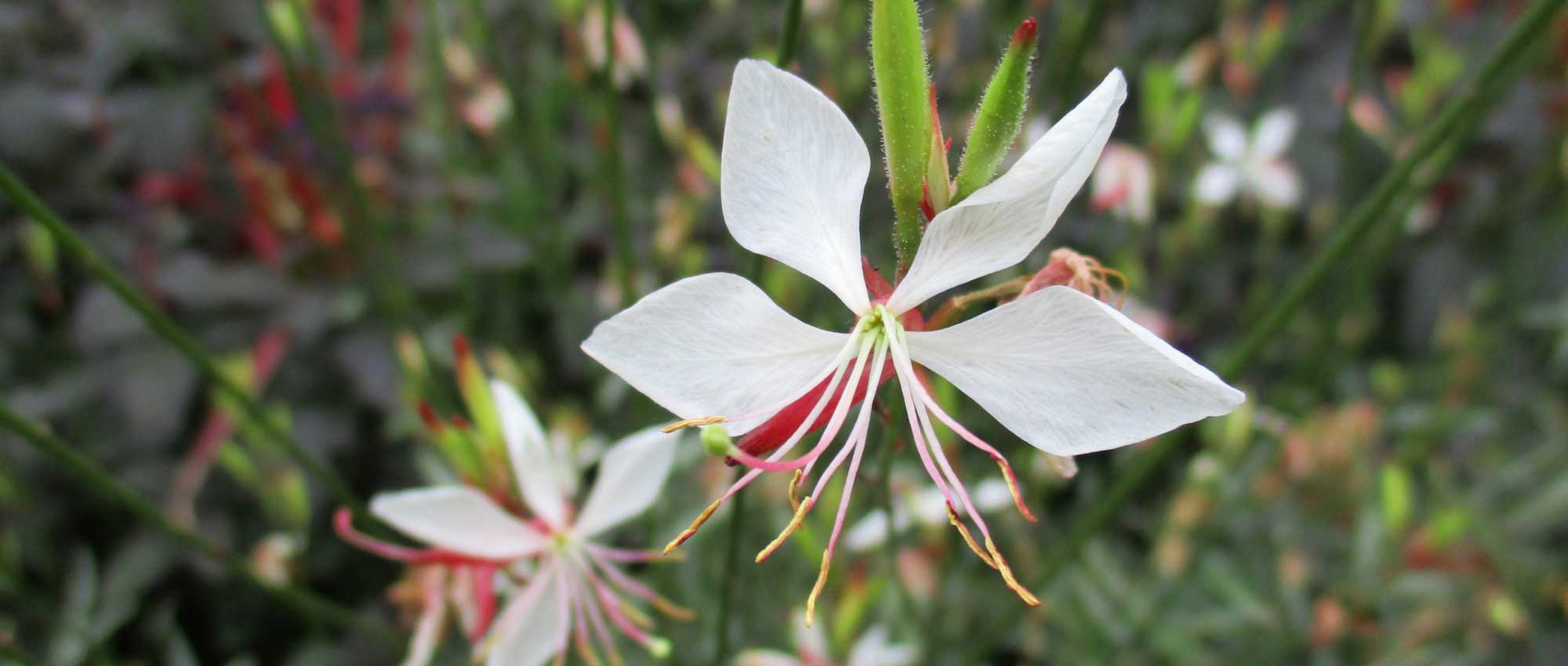 Gaura lindheimeri: ¿cuándo, dónde y cómo plantarla?