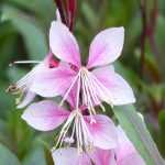 Gaura lindheimeri: 8 ideas de asociaciones exitosas