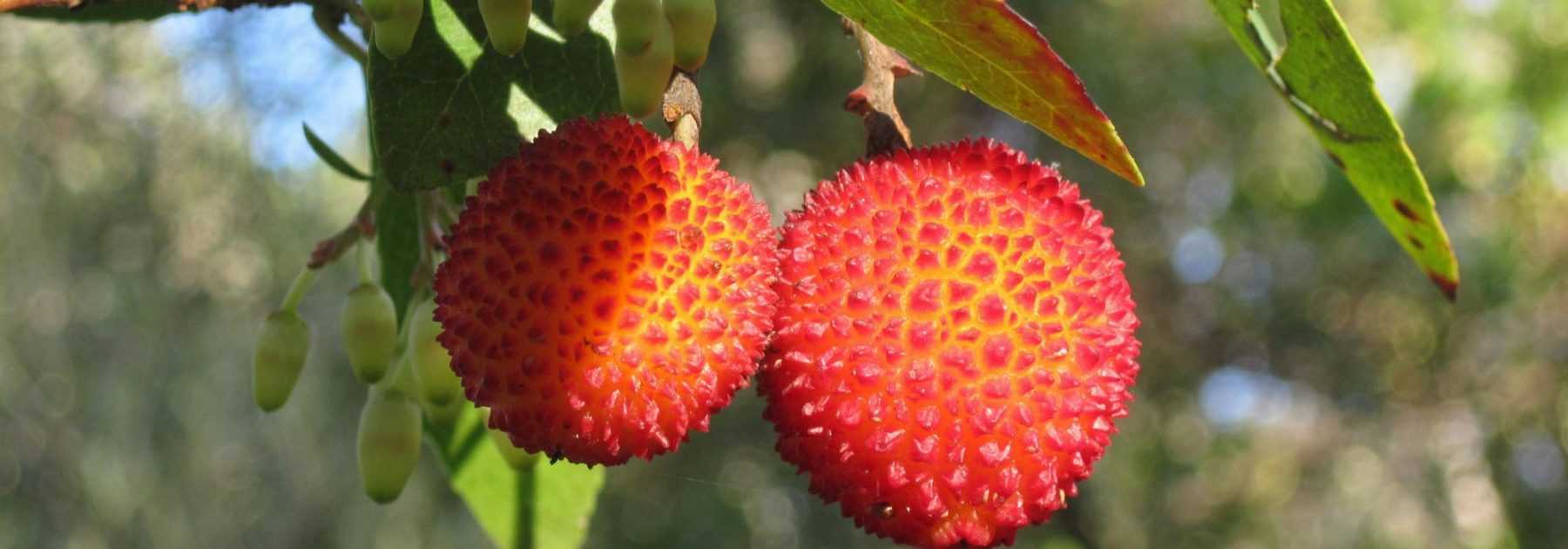 Madroño, Arbutus: plantación, poda y consejos de cuidado