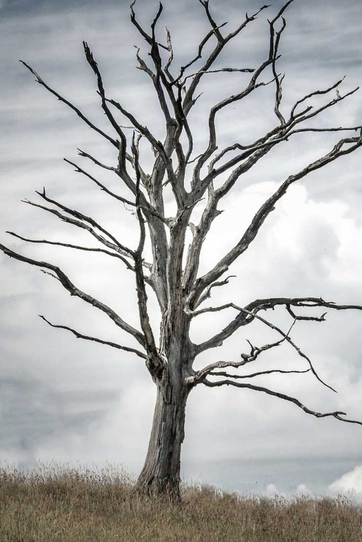 ¿Qué hacer con un árbol muerto?