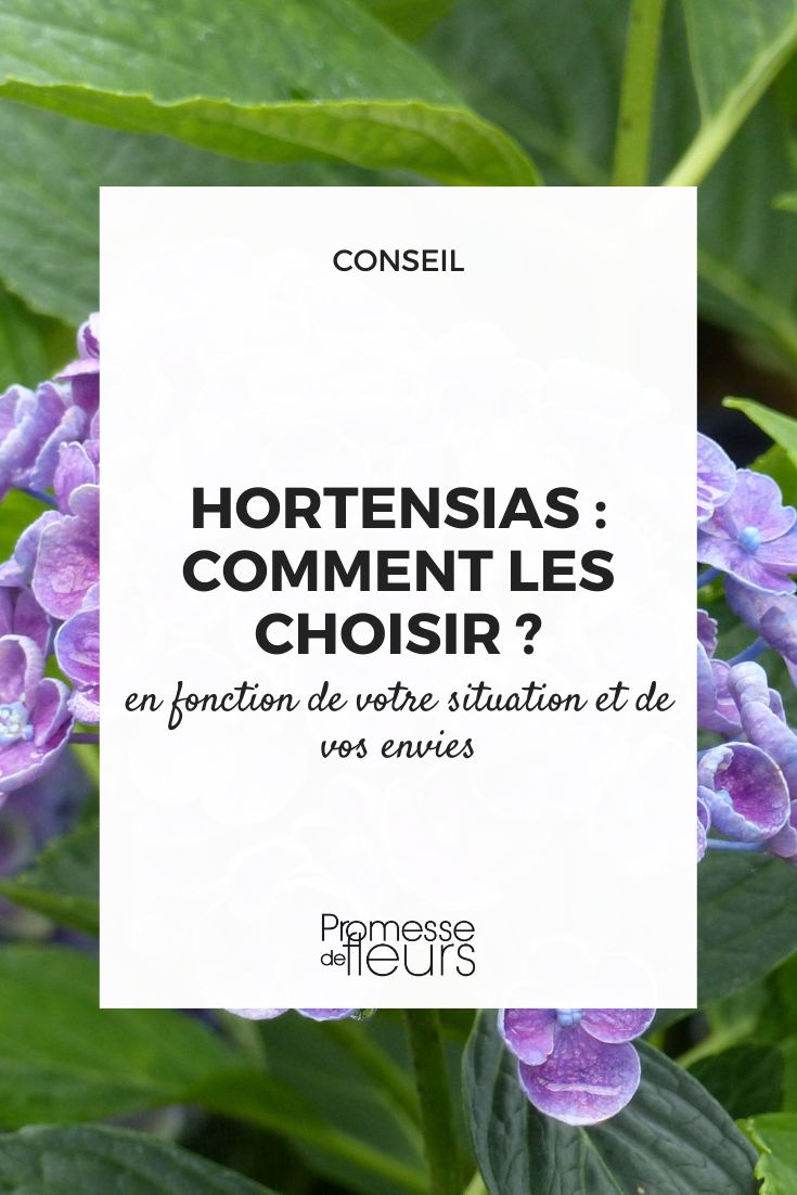 nuestros consejos de experto para elegir bien tu hortensia