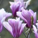 Magnolia: cómo plantarla correctamente en 4 pasos