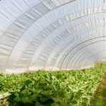 ¿Para qué sirve un invernadero en el huerto?