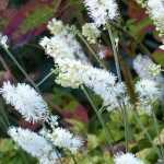 5 vivaces de floración tardía que no pueden faltar en tu jardín