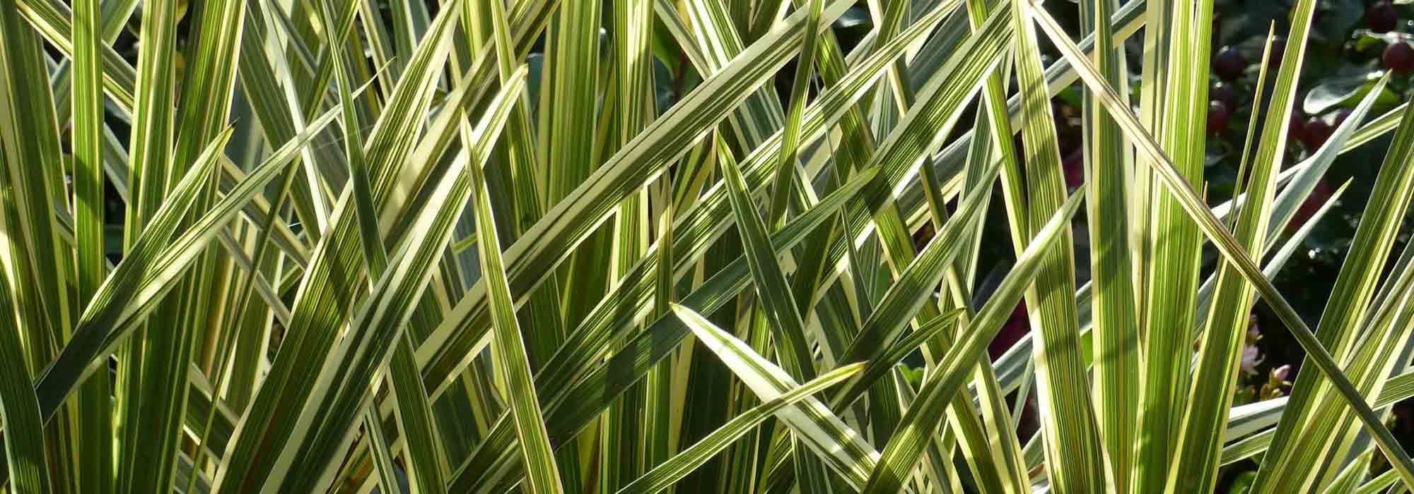 Cordiline: plantar, cultivar y cuidar