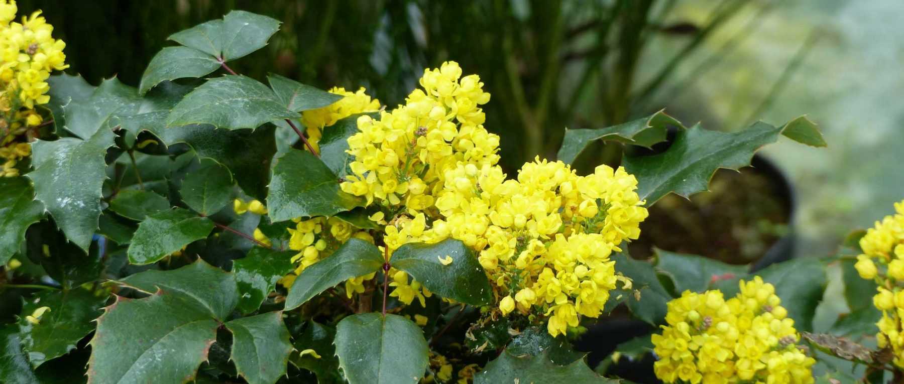 Mahonia sin espinas: plantar, podar y cuidar