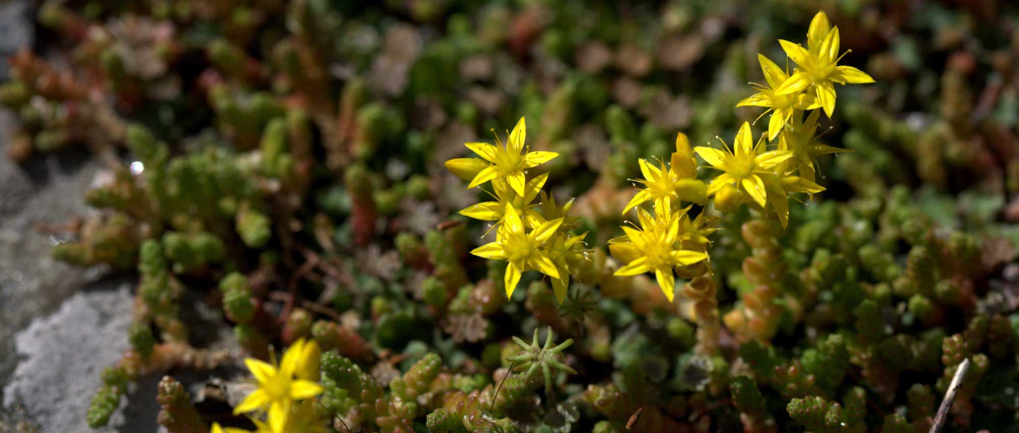 Sedum u Orpin: ¿Qué variedad elegir?