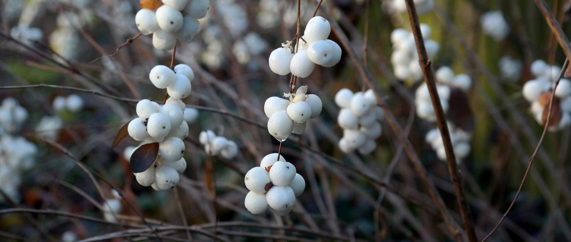 Symphorine: plantar, podar y mantener