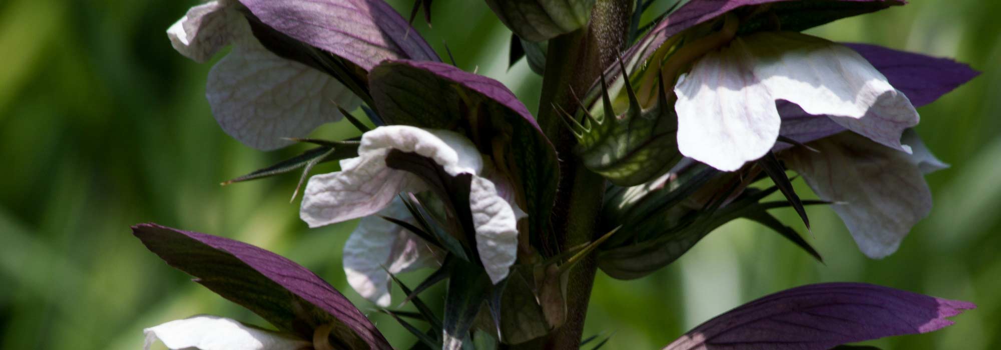 Acanto: plantar, cultivar y cuidar