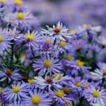 ¡Ásteres de otoño: 3 claves para elegirlos y cultivarlos con éxito!