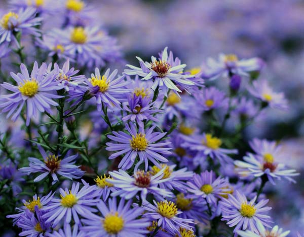 ¡Ásteres de otoño: 3 claves para elegirlos y cultivarlos con éxito!