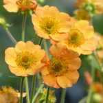 ¡Hierba del clavo o Geum: una encantadora vivácea para redescubrir!