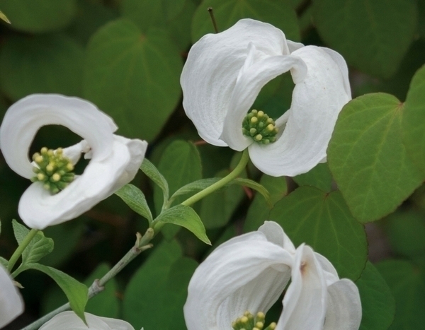 ¡Nunca sin mis brácteas!