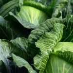 7 hortalizas para sembrar a finales de verano en el huerto