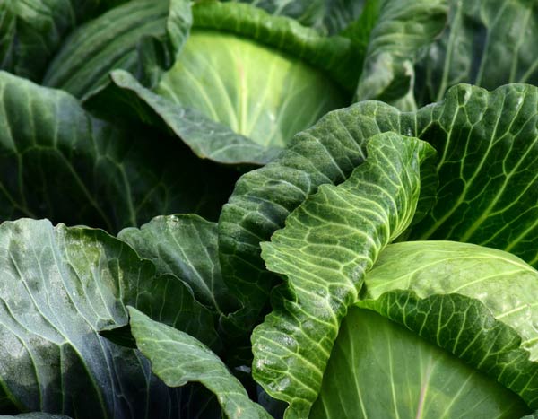 7 hortalizas para sembrar a finales de verano en el huerto