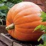 Calabazas gigantes: ¡a la siembra!