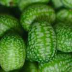 Sandía de ratón: una mini sandía con sabor a pepino