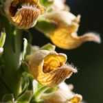 Mis dedaleras vivaces favoritas