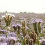 Abonos verdes: ¡todo lo que debes saber!