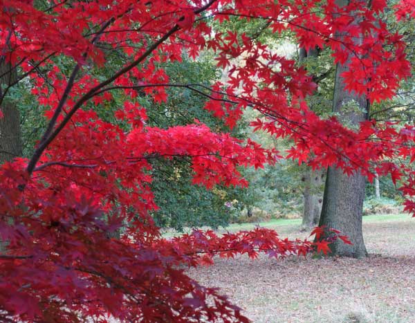 Arces japoneses, ¡cuidado con la verticillosis!