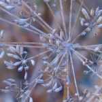 Producir tus propias semillas, recolectarlas y conservarlas bien