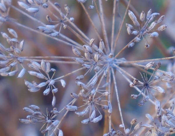 Producir tus propias semillas, recolectarlas y conservarlas bien