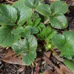 Fresales: 3 razones para plantarlos en otoño