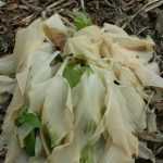 Helada primaveral: tus plantas se han helado, ¿qué hacer?