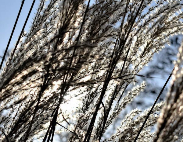 las gramíneas: las que se podan, las que se peinan