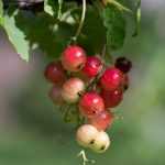 Planter un seto frutal... ¡que salga de lo común!