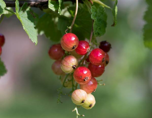 Planter un seto frutal... ¡que salga de lo común!